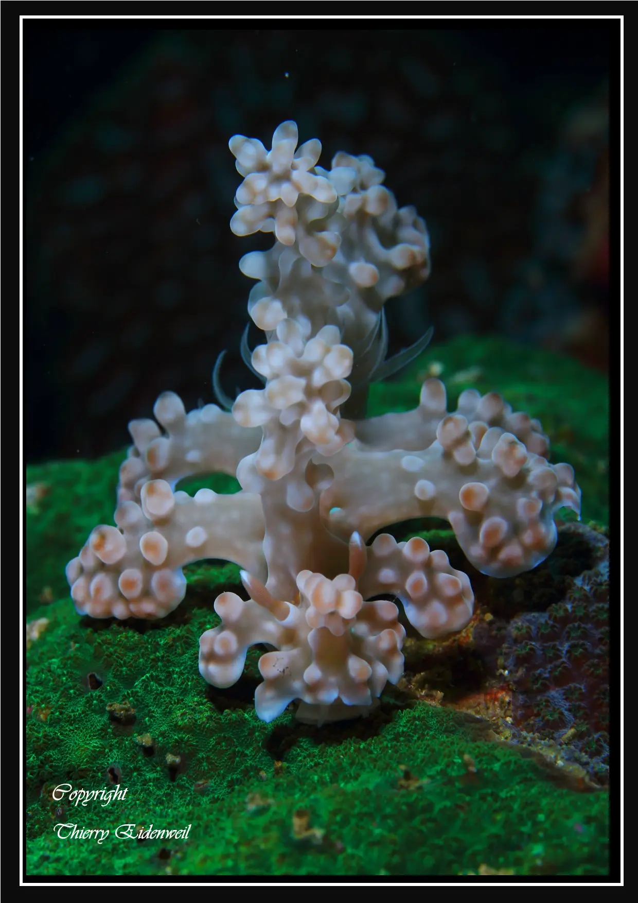 Anilao Macro Dive Media Highlight